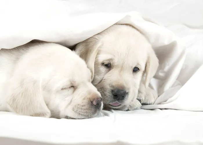 Sb Glow 4 Sup Szálloda